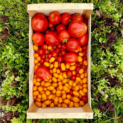 Picnic d'Autore in vigneto: l'Essenza del Lago di Garda a Lazise 9